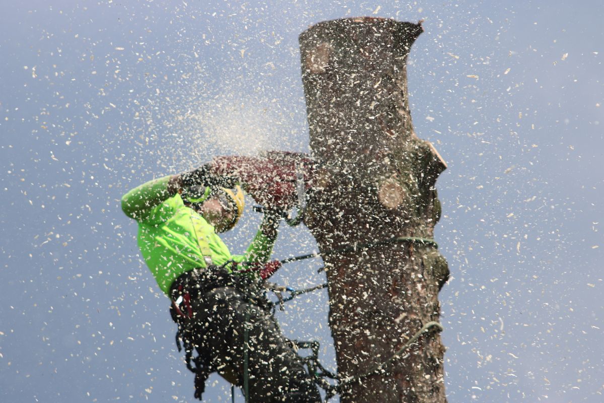 Arboriste en haut d'un tronc projetant de la sciure pendant un démontage