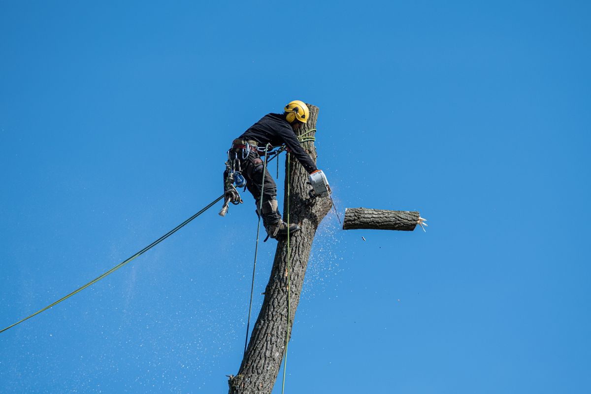 Arboriste grimpeur encordé en haut d'un tronc, en train de couper un tronçon