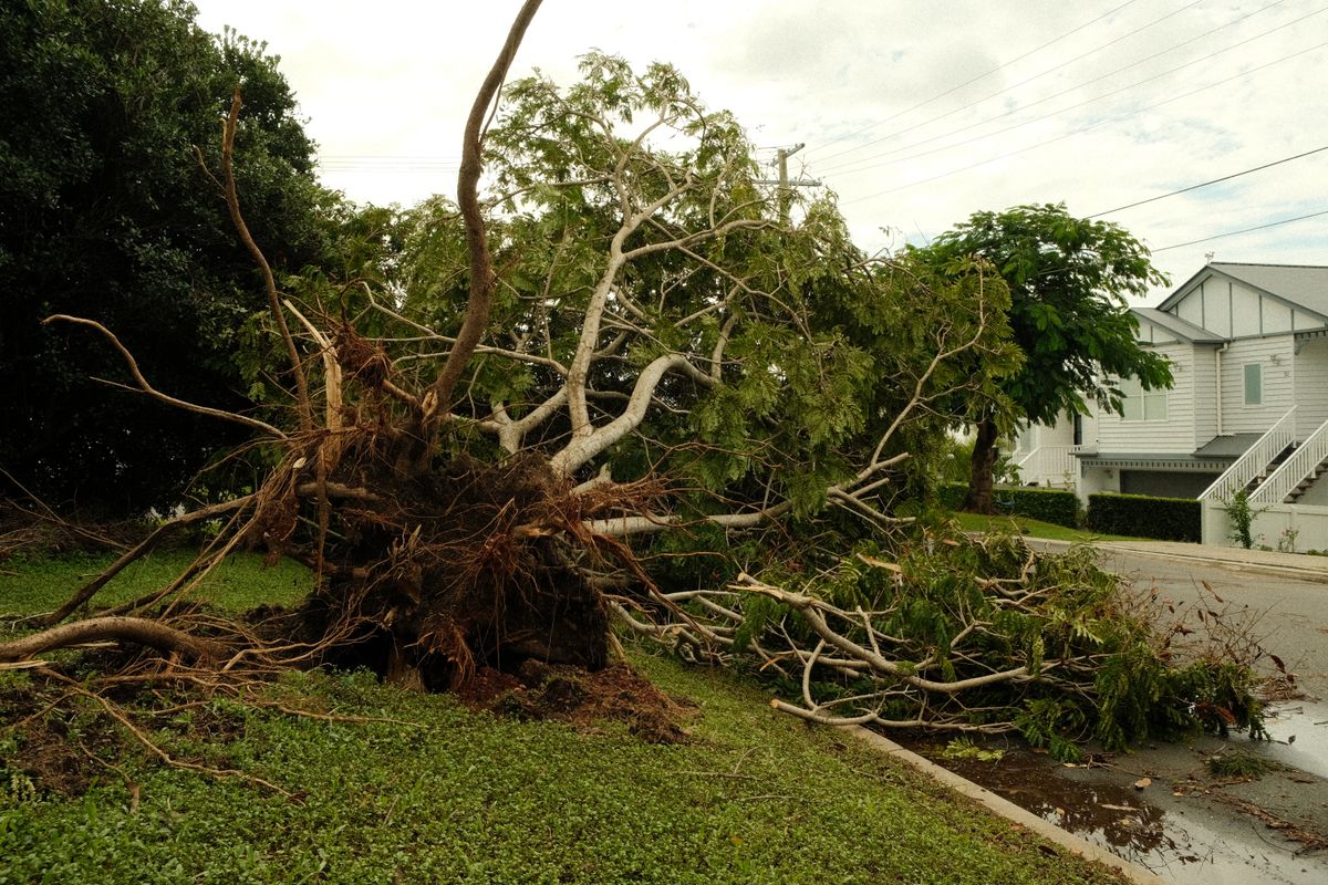 Arbre déraciné couché sur une pelouse devant des maisons après une tempête