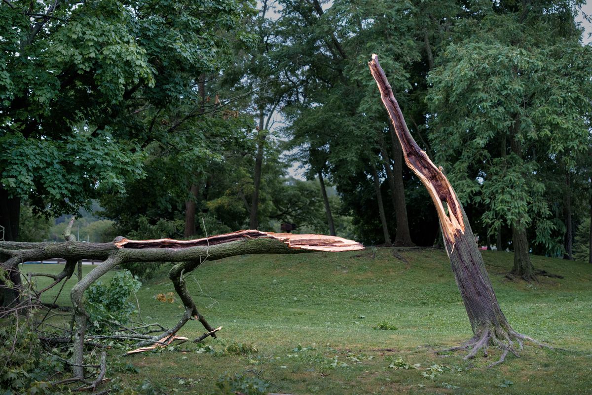 Arbre fendu par la tempête, tronc brisé et branches au sol dans un parc