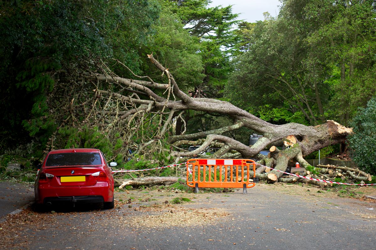 Gros arbre tombé en travers d'une route avec des barrières de sécurité après une tempête