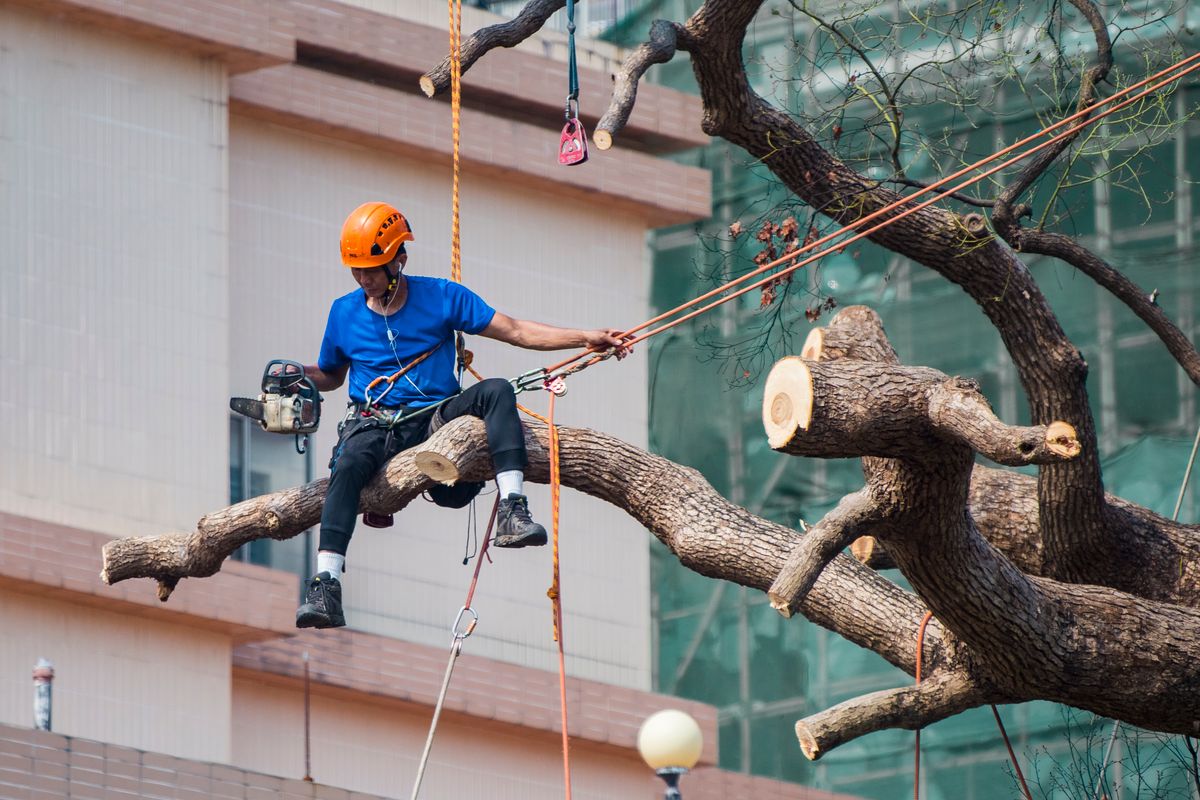 Élagueur encordé travaillant sur une grosse branche d'un arbre, casque orange