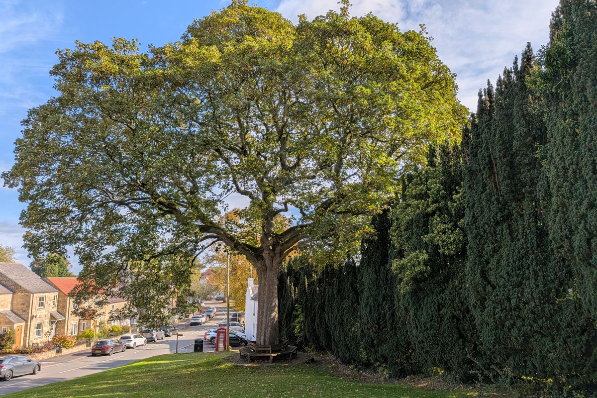 Grand chêne au feuillage dense au bord d'une rue résidentielle, à côté des maisons