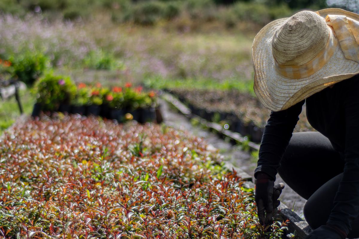 Jardinier au travail près d'un massif d'arbustes