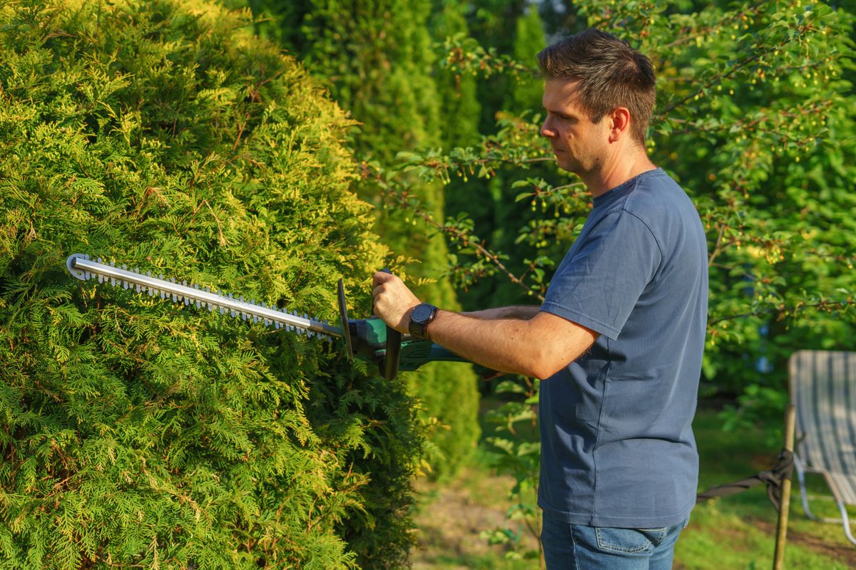 Jardinier taillant une haie de thuyas avec un taille-haie électrique