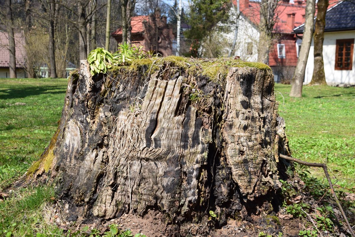 Grosse souche d'arbre restée dans un jardin résidentiel après abattage