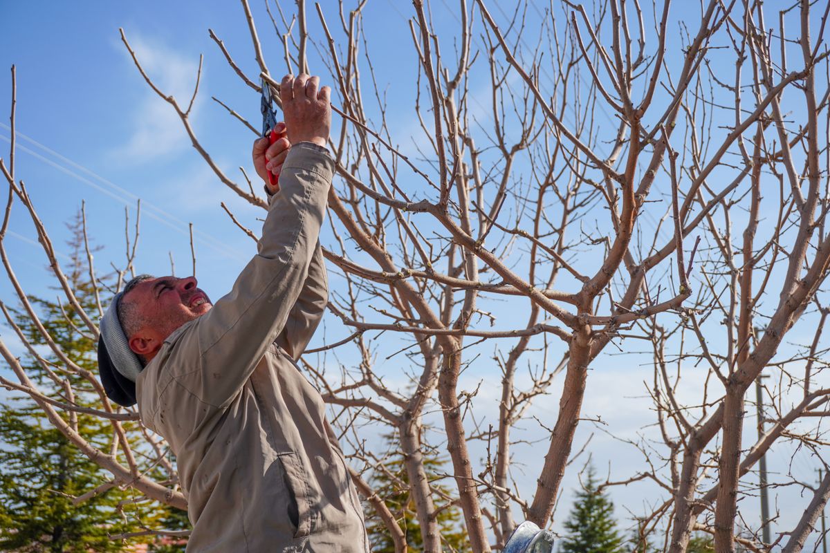 Homme taillant les branches d'un arbre sans feuilles avec un sécateur