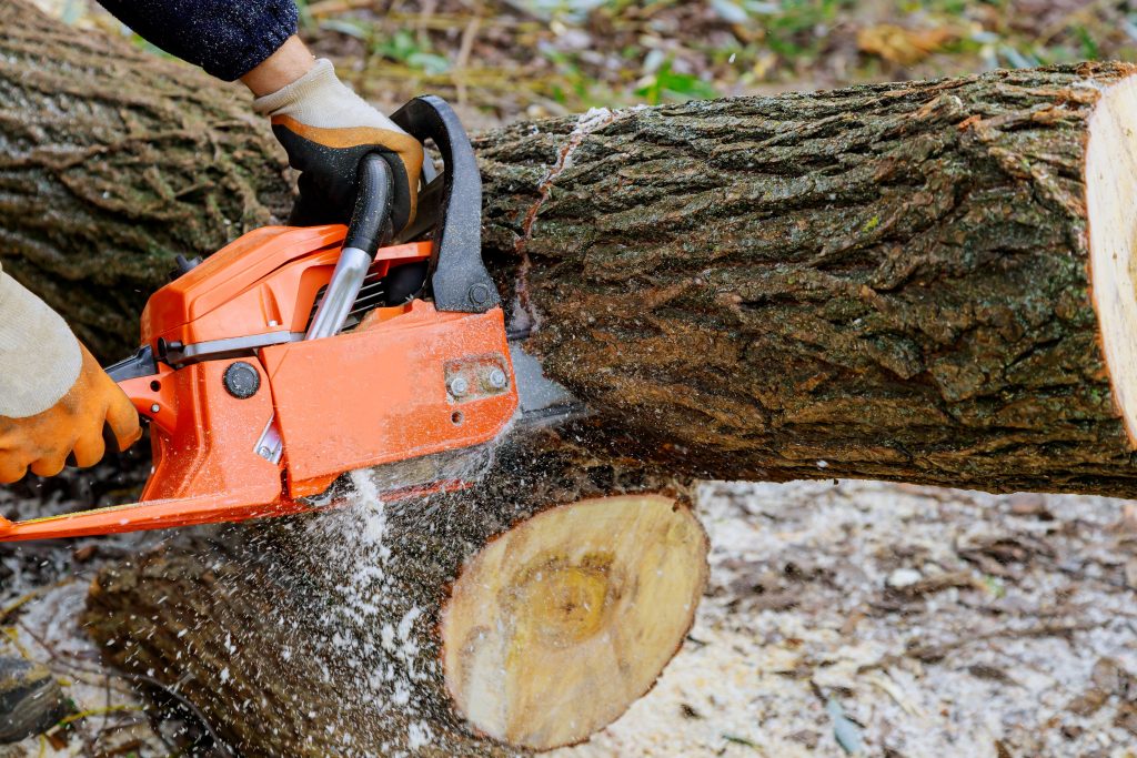 abattage arbre par un professionel