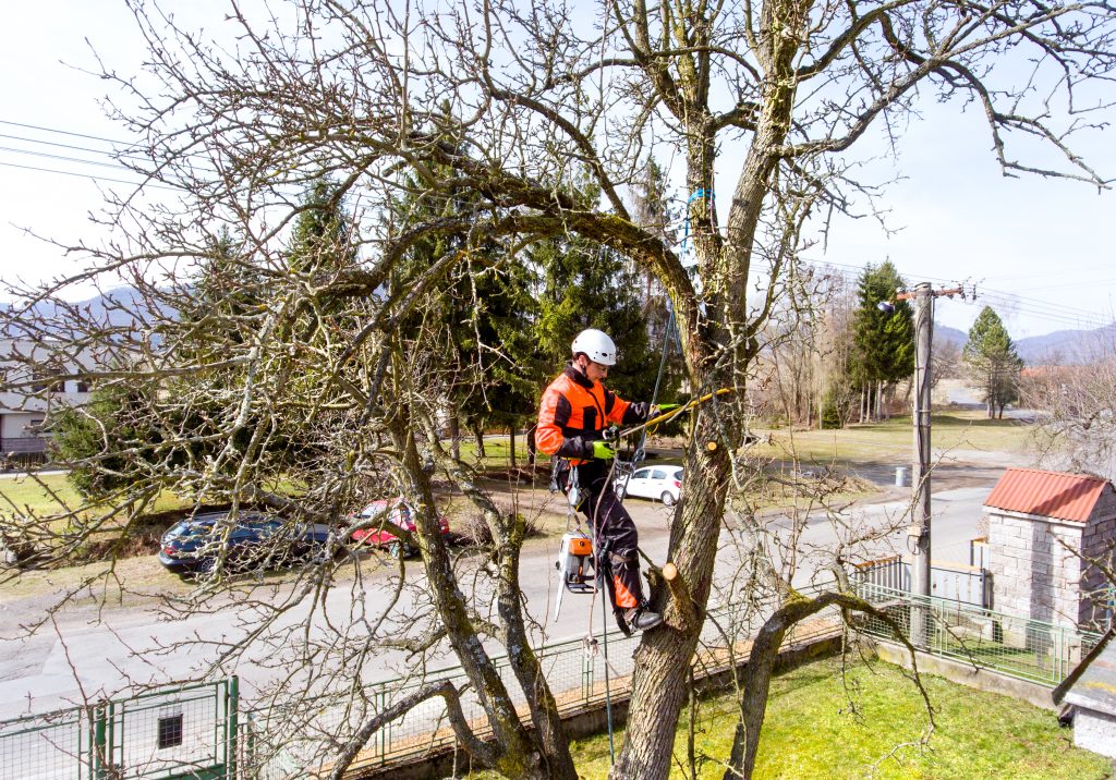 elagage arbre pro